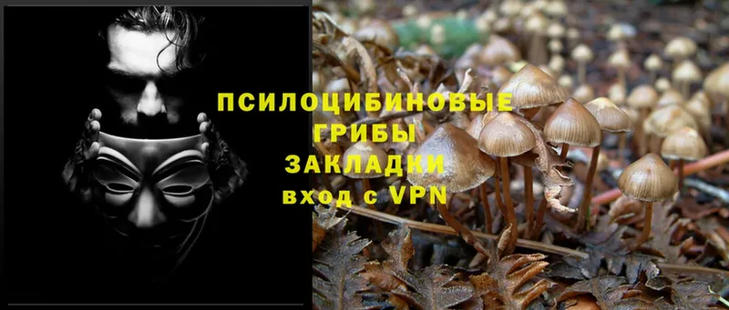 Псилоцибиновые грибы Psilocybine cubensis  Еманжелинск 